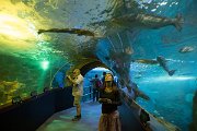 Středem akvária vede tunel, ze kterého můžete obdivovat ryby a další vodní havěť pěkně zblízka.