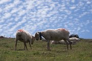V Pyrenejích je velkých šelem pomálu, a tak se stáda ovcí a koz často toulají horami bez pastevců i ovčáckých psů.