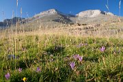 Po cestě dolů obdivujeme vzácné ocúny horské, které na zdejších louhách kvetou od července až do října.