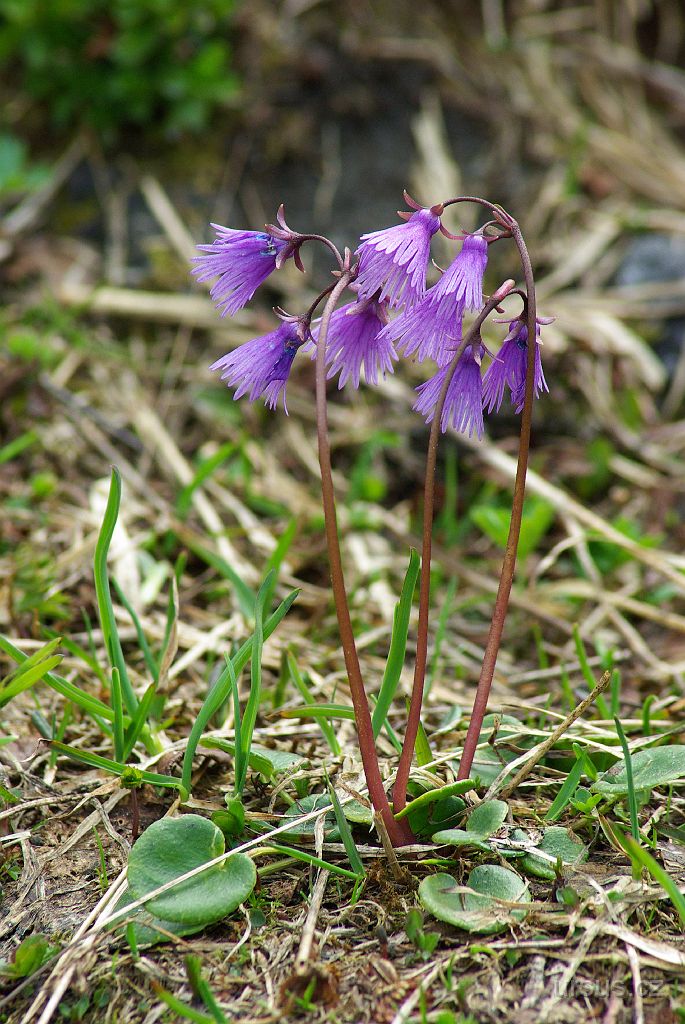 IMGP2570.JPG - Netuším, co dělá dřípatka karpatská v Alpách. No co, asi se zaběhla:-)