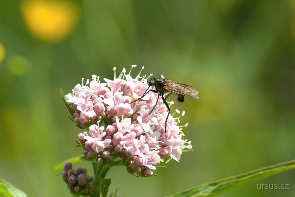 IMGP2608.jpg - kozlík horský (Valeriana montana) s komárem