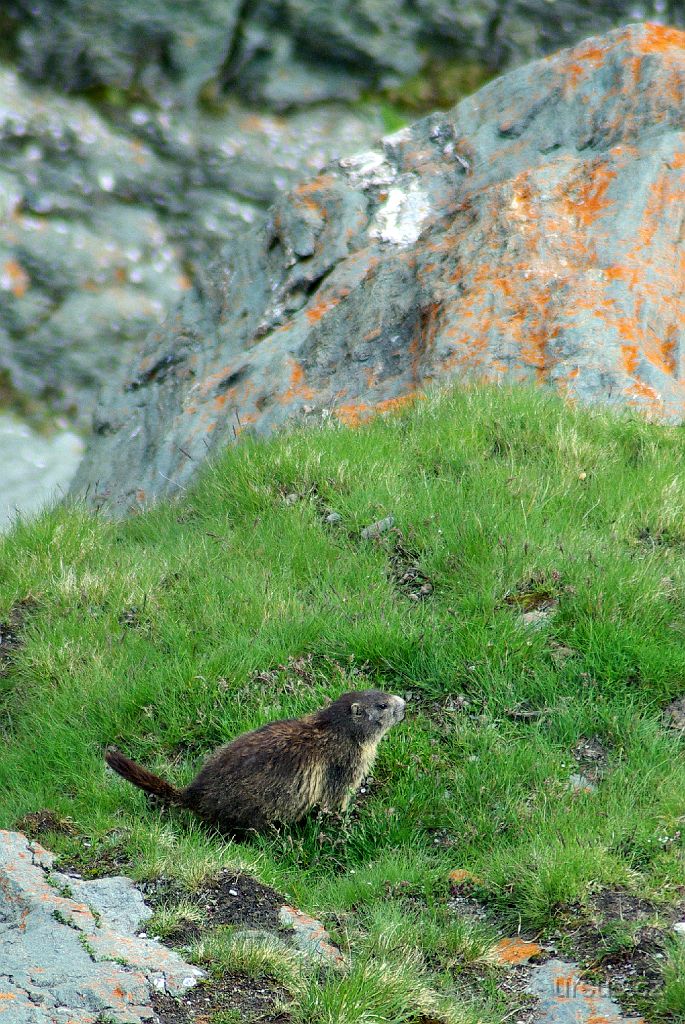 IMGP2745.JPG - Je pozdní odpoledne a na vyhlídce France Josefa mizí turisti a přicházejí svišti. A kochají se výhledem....