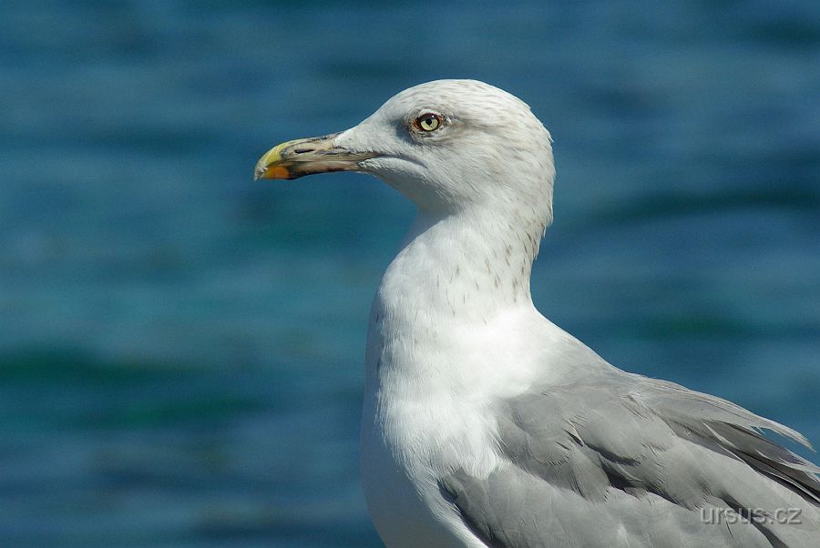 IMGP8736b.jpg - Racek mořský (Larus marinus) je největší racek rozšířený v Evropě (rozpětí 1,4-1,7m), Severní Americe a na několika ostrovech v Atlantském oceánu. Ze všech racků má také nejhlubší hlas. Ozývá se nejčastěji kdákavým „kdau“ nebo „krao“.Racek mořský je všežravec, ale zpravidla upřednostňuje masnou stravu, zvláště pak hlemýždě, korýše, ryby, hmyz nebo členovce, pokud se naskytne příležitost, pozře i mršinu. Občas, a to je mezi racky neobvyklé, útočí i na jiné ptáky až do velikosti kachny divoké. Často následuje rybářské lodě nebo jen tak vyčkává na mořském pobřeží a okrádá jiné vodní ptáky o ulovenou potravu.Hnízdí osamoceně nebo v malých koloniích na pobřeží Atlantského oceánu, na skandinávském pobřeží Baltského moře, v Pobaltí nebo na pobřeží Severního moře. Hnízdo si staví na zemi nebo na skalních útesech. V květnu až červnu klade 3-5 vajec, na kterých sedí oba rodiče 27 dní. Mláďata jsou schopna letu již ve věku 8 týdnů.