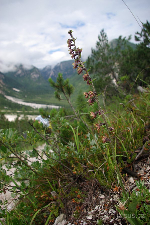 IMGP5618.JPG - Cestu od jezera lemuje pestrá alpská květena- zde kruštík širolistý (Epipactis helleborine).