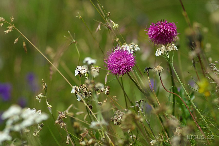 IMGP7105.JPG - DEN5: rozkvetlýma loukama stoupáme na Monte Piano.