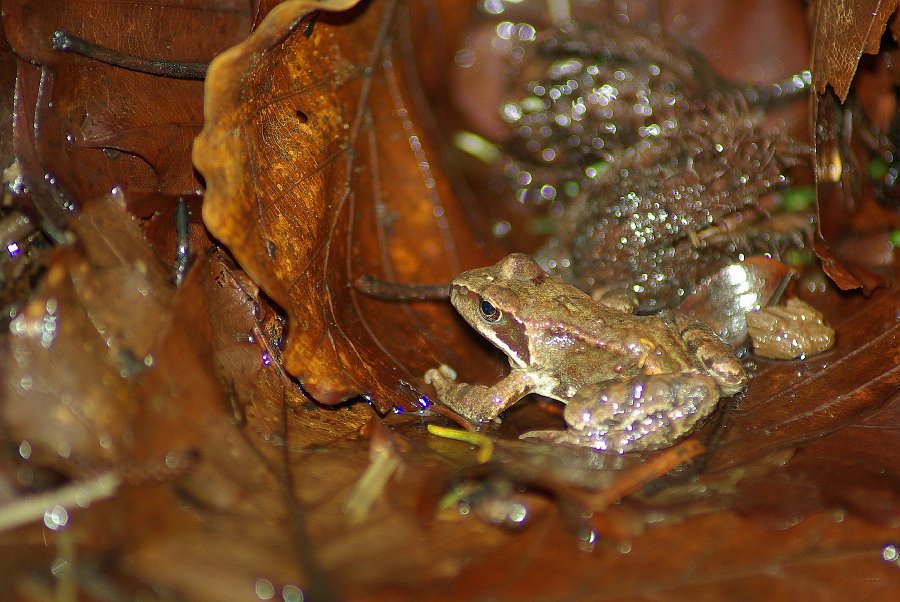 IMGP6433.jpg - V jednom parádně rozbahněném severním svahu jsme našli spoustu mladých skokanů hnědých (Rana temporaria)