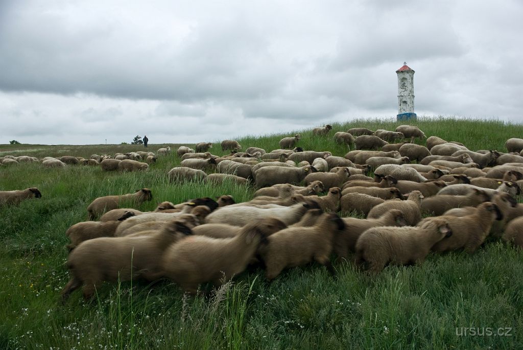 IMGP8431.jpg - Další lokalitou, kterou navštěvuji, je NPR Mohelenská hadcová step. Ta je unikátní svou flórou a faunou, které jsou kromě geografické polohy a klimatických poměrů ovlivněny i substrátem, kterým je silně bazický hadec.