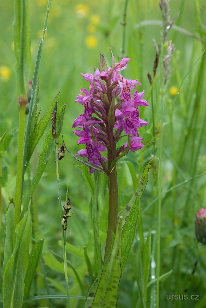 IMGP8558.jpg - Prstnatec májový (Dactylorhiza majalis) z Bílých Karpat