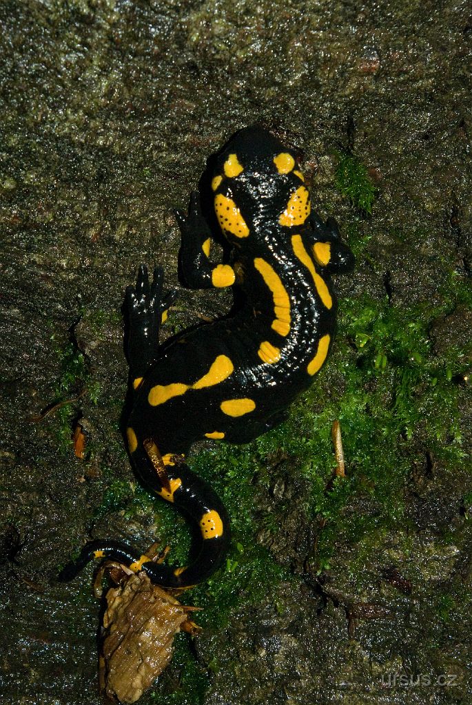 IMGP8638.jpg - Náš oblíbenec mlok skvrnitý (Salamandra salamandra).