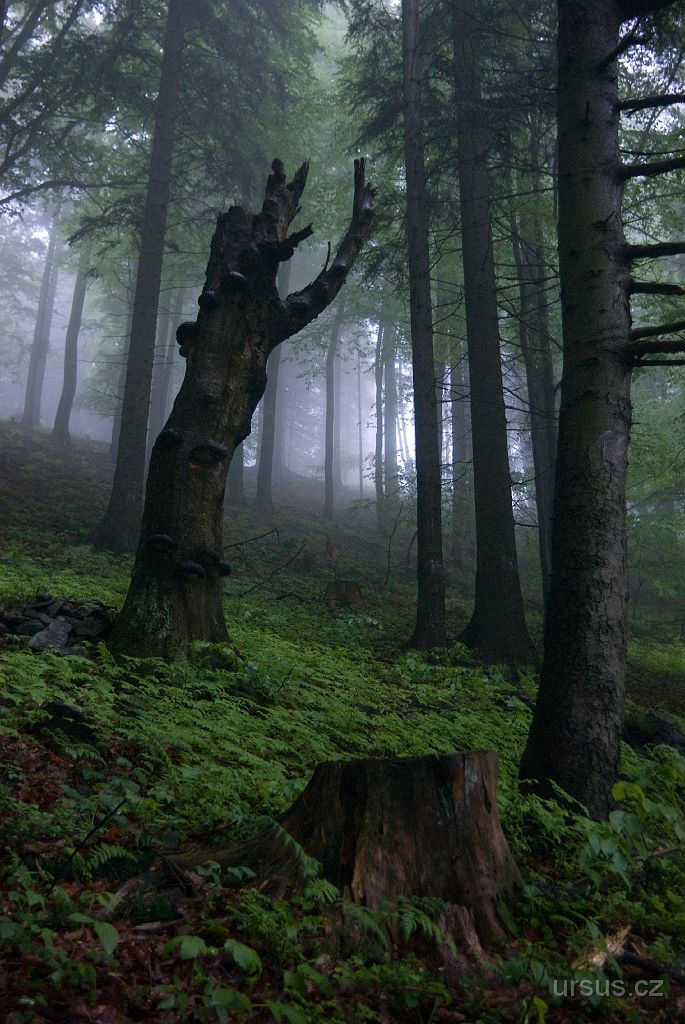 IMGP8654.jpg - Poklidná mlžná atmosféra beskydských hvozdů.