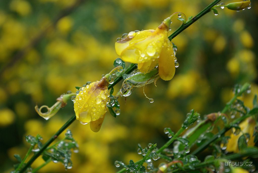 IMGP8691.jpg - zlatý Janovec metlatý (Sarothamnus scoparius)