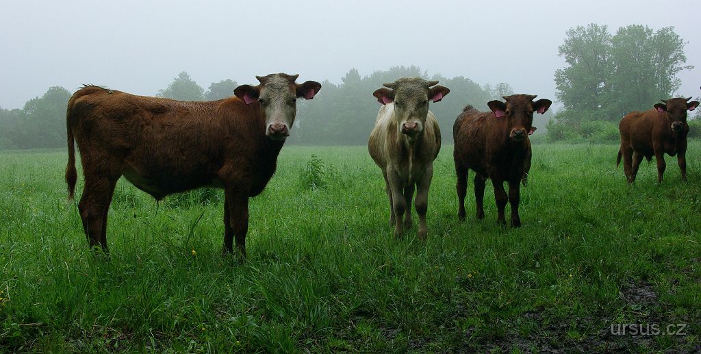 IMGP8702.jpg - Beskydské kravstvo.