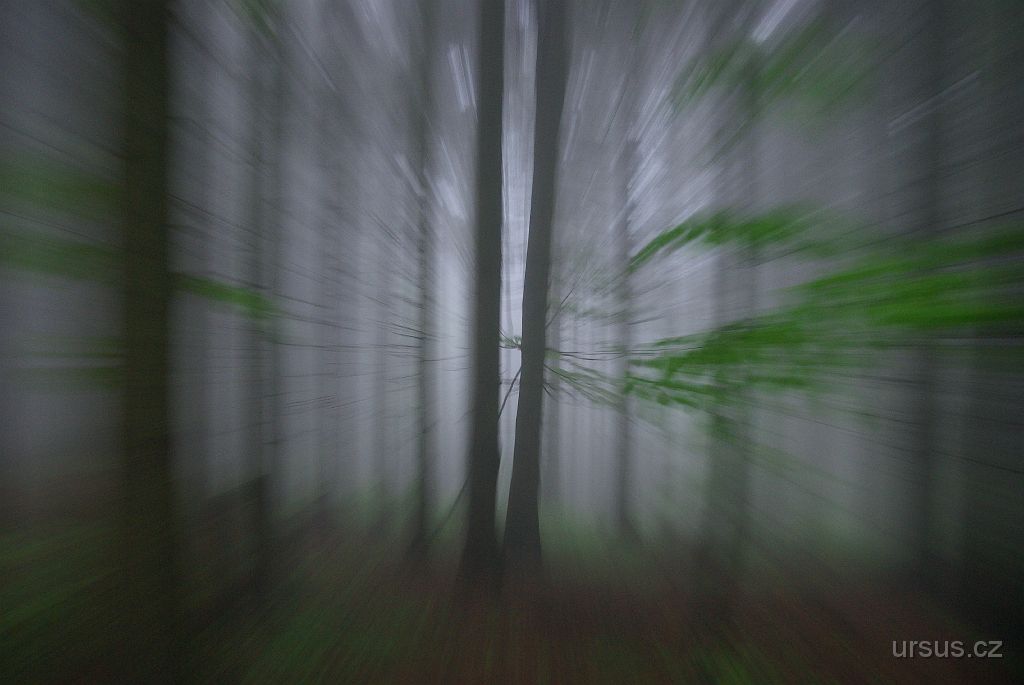 IMGP8832.jpg - Variace na téma Les.