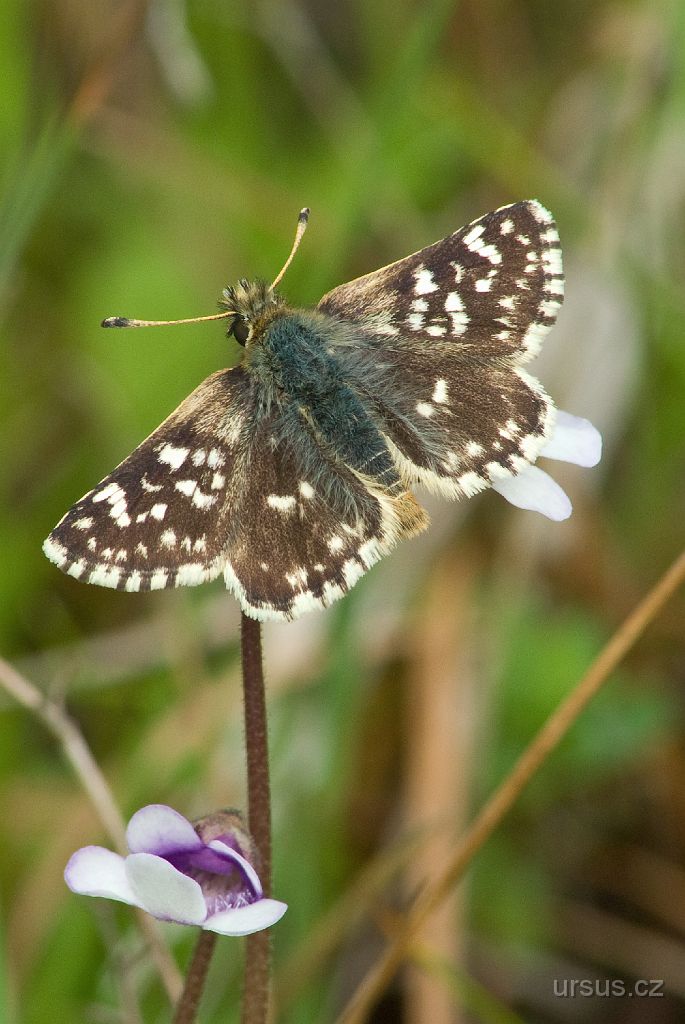 IMGP8937.jpg - Motýlek z čeledi soumračníkovitých.