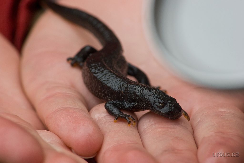 IMGP8955.jpg - Čolek velký (Triturus cristatus)