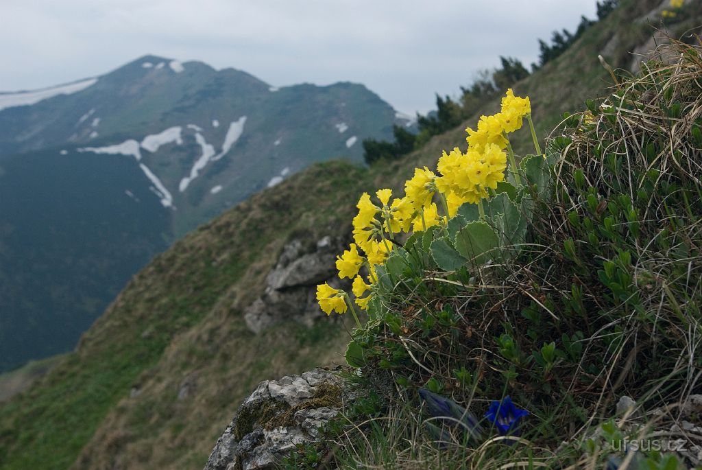 IMGP9194.jpg - Pestře zbarvené prvosenky lysé a hořce.