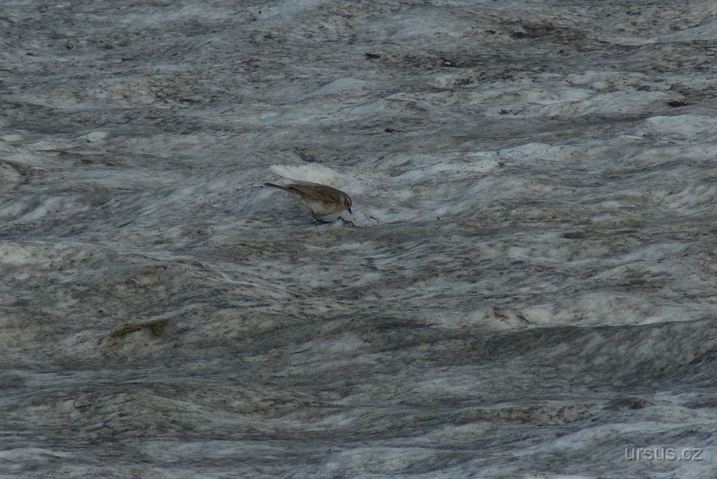 IMGP9217.jpg - Dospělých lindušek bylo kolem nás plno.