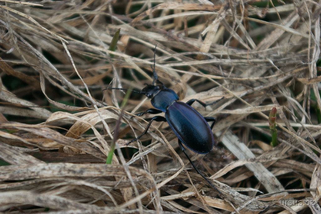 IMGP9219.jpg - Střevlík hladký (Carabus glabratus).