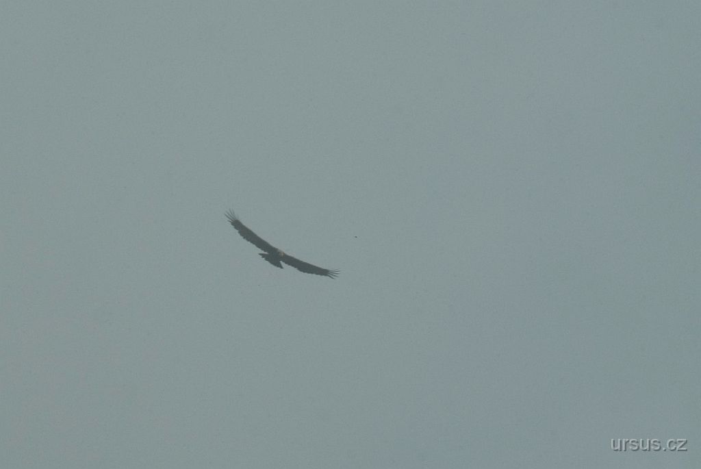 IMGP9306.jpg - Orel skalní (Aquila chrysaetos) je jedním z největších terestricky žijících orlů na severní polokouli a hned po orlovi mořském největší dravec žijící v České i Slovenské republice.