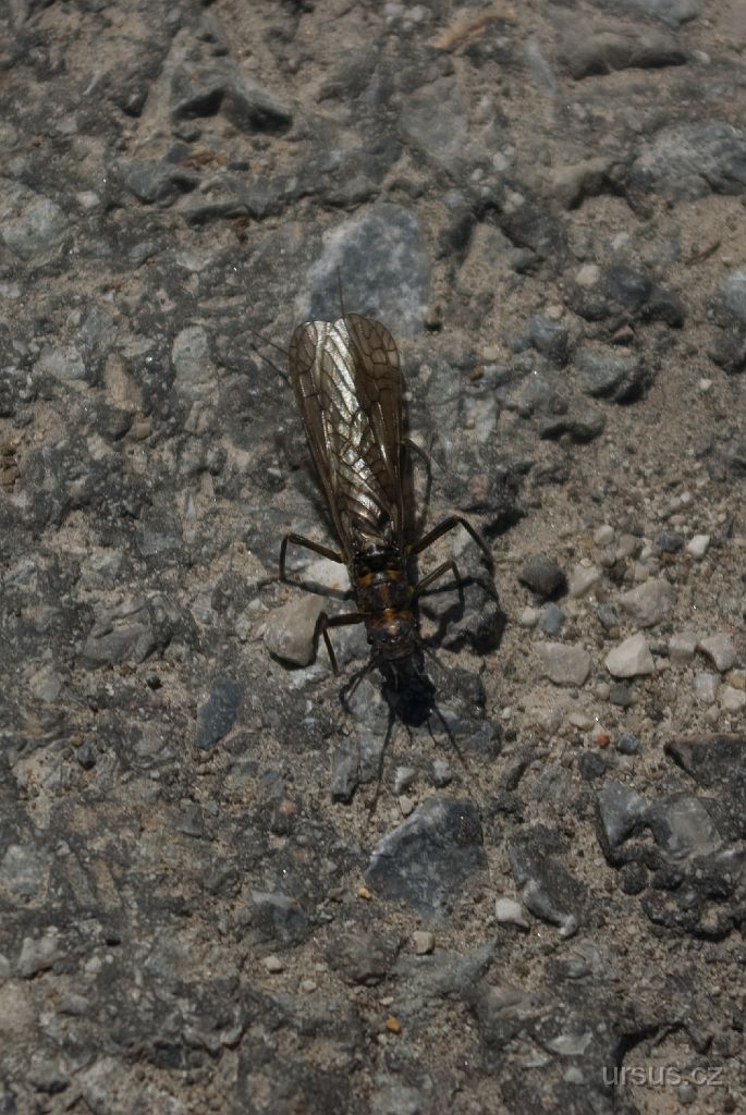 IMGP9350.jpg - Pěkně živená pošvatka (Perla burmeisteriana).