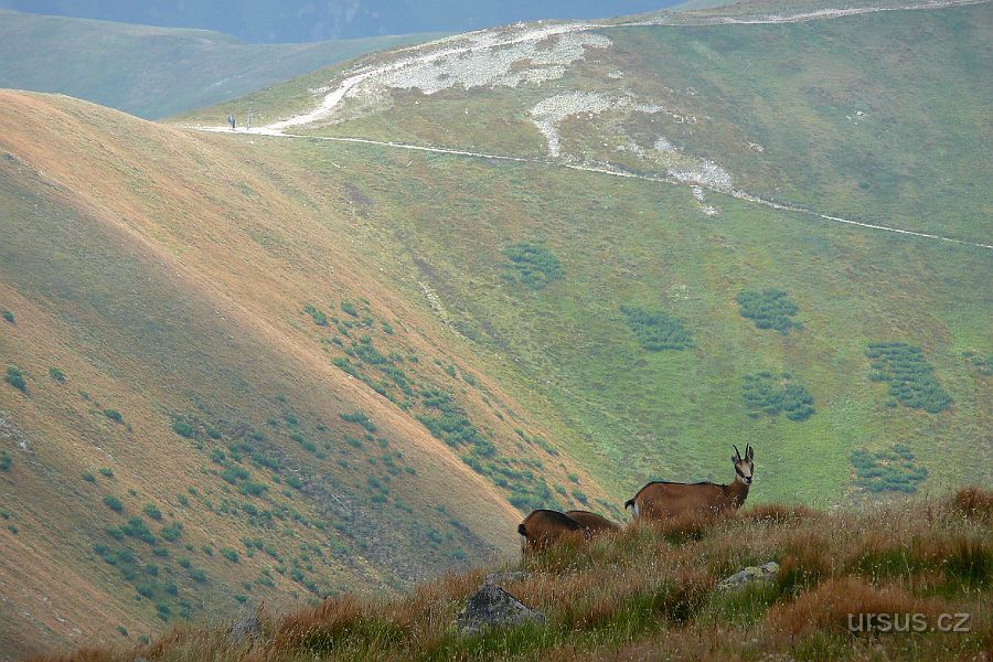 P1010976.JPG - Cestou potkáváme stáda kamzíků...