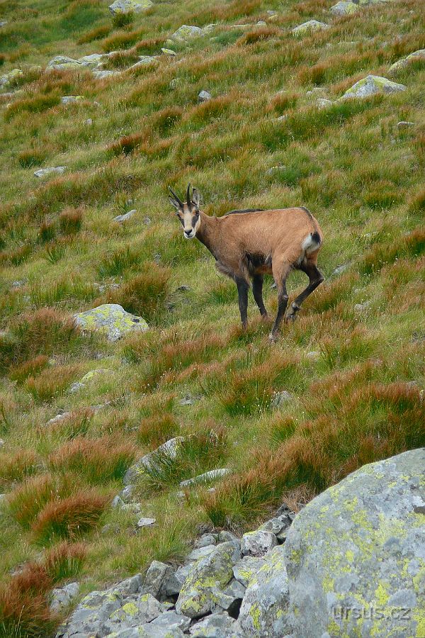 P1010982.JPG - ...kteří nám ochotně pózují.