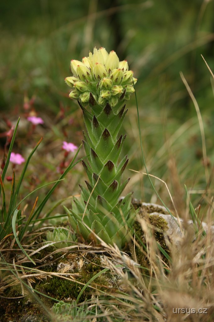 39.JPG - Celý vrchol je pokryt celou řadou teplomilných druhů - "skalniček". Tady je kvetoucí netřesk výběžkatý.
