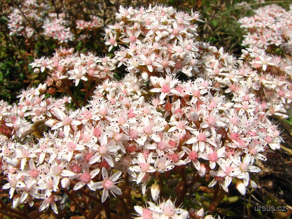 41.jpg - Tyto drobné růžové květy patří další typické rostlině na skalách... Ano, správně! Je to rozchodník.
