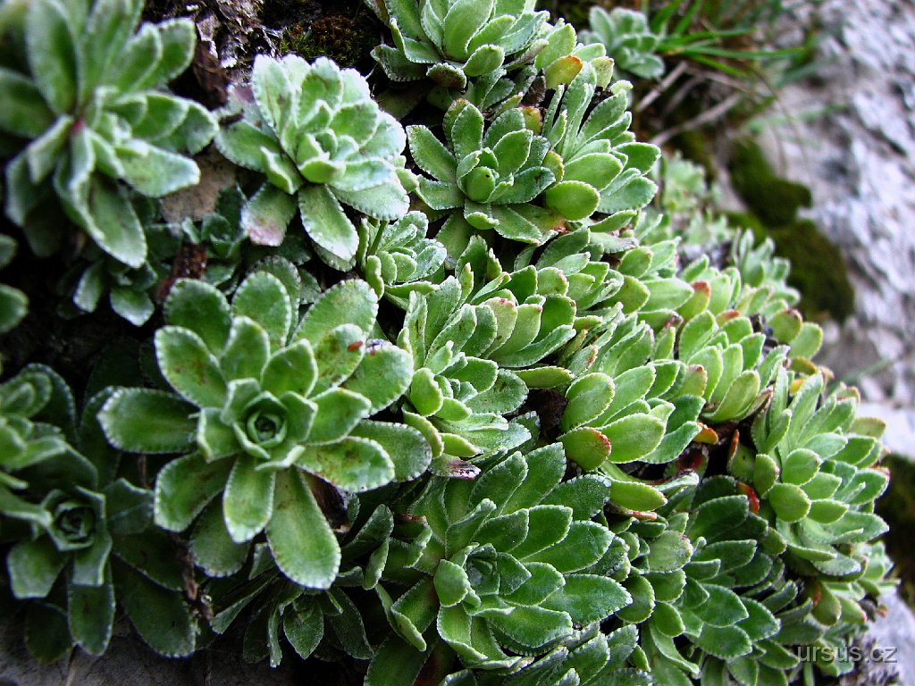 42.JPG - ... a tady jeho kolega - lomikámen latnatý (někdy jako lomikámen vždyživý).