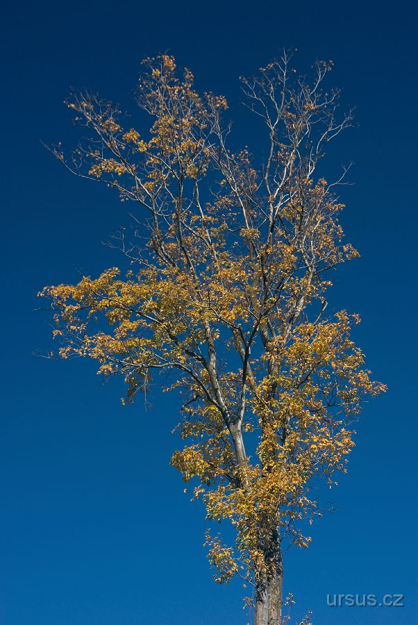 IMGP9660.jpg - První podzimní záběry jsou z mého sólového cyklovýletu po Veřovských vrchách.