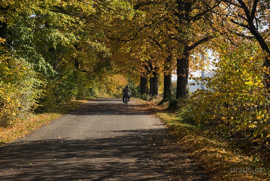 IMGP9729.jpg - Stará alej na staré cestě, kousek před Zubřím.