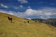 Stejně jako v Retezatu, i tady je možné potkat volně pobíhající koně. Tihle byli více nedůtkliví - holt jsou zvyklí na samotu Godeanu.