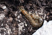 Naopak jedovatá stonožka Scolopendra se před sluncem a vetřelci skrývá v zemi.