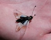 Vzácný ploskoroh Libelloides coccajus.