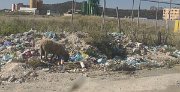 Ovečka a její nuzné živobytí na předměstí přístavu Durres.