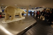 Hned v letištní hale nás vítá maskot celého souostroví Svalbard, medvěd lední. Bereme svá 20 kg zavazadla a vzhůru do neznáma.