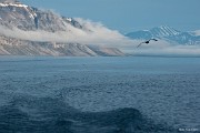 Svoboda!!! : Svalbard, hory, ledovce, moře, Špicberky