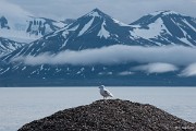 Mezi stálé strávníky základny patří také šedý racek Karel, jehož žaludek funguje jako nejlepší kompost a popelnice dohromady. : Svalbard, hory, ledovce, moře, Špicberky