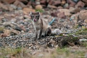 Dalším strávníkem je i polární lišák Pusík. : Svalbard, hory, ledovce, moře, Špicberky