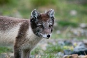 Polární liška ve svém světlém (v zimě zcela bílém) kožíšku není jediným zdejším suchozemským savcem. : Svalbard, hory, ledovce, moře, Špicberky