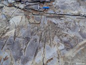 V údolí Munindalen dokonce leží celý zkamenělý les!