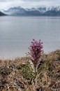 Mezi cévnaté rostliny, kterými se Arktida může chlubit, je bezesporu všivec Pedicularis hirsuta. : Svalbard, hory, ledovce, moře, Špicberky