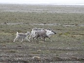 Potkáme zde také malá stáda soba špicberského, což je poddruh soba polárního. Vyznačuje se kratšími končetinami, huňatější srstí a menším vzrůstem - je tedy přizpůsoben na zdejší drsné klima.