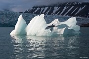 Blížíme se k ledové mase a vyhýbáme se množství větších i menších ledových ker, plujících po moři. : Svalbard, hory, ledovce, moře, Špicberky