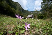 Ocúny jesenní (Colchicum autumnale) se už klubou ze země a ohlašují blížící se podzim.