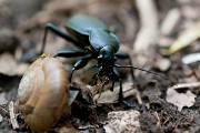 Ve stínu stromů si na mase uloveného plže hoduje dravý střevlík fialový (Carabus violaceus).