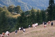 A strakaté kravky bučí na lesy. : Domi, Slovensko, Velká Fatra