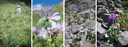 modrofialové: pazvonek (Codonopsis) / kakost (Geranium) / hvězdnice alpská (Aster alpinus) / prvosenka turkestánská (Primula turkestanica)
