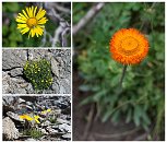 kamzičník (Doronicum) / mochna (Potentilla) / mák šarlatový (Papaver croceum) / turan zlatý (Erigeron aurantiacus)