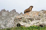 Je ho tedy pěkný kousek. Podle mého skromného odhadu vypadal jako ohrožený druh sviště Menzbierova (Marmota menzbieri).